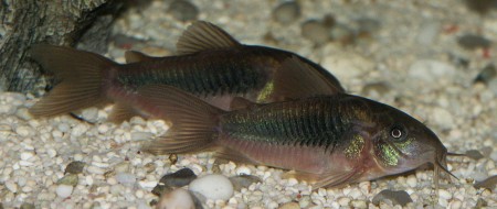 Corydora Aeneus/Bronze